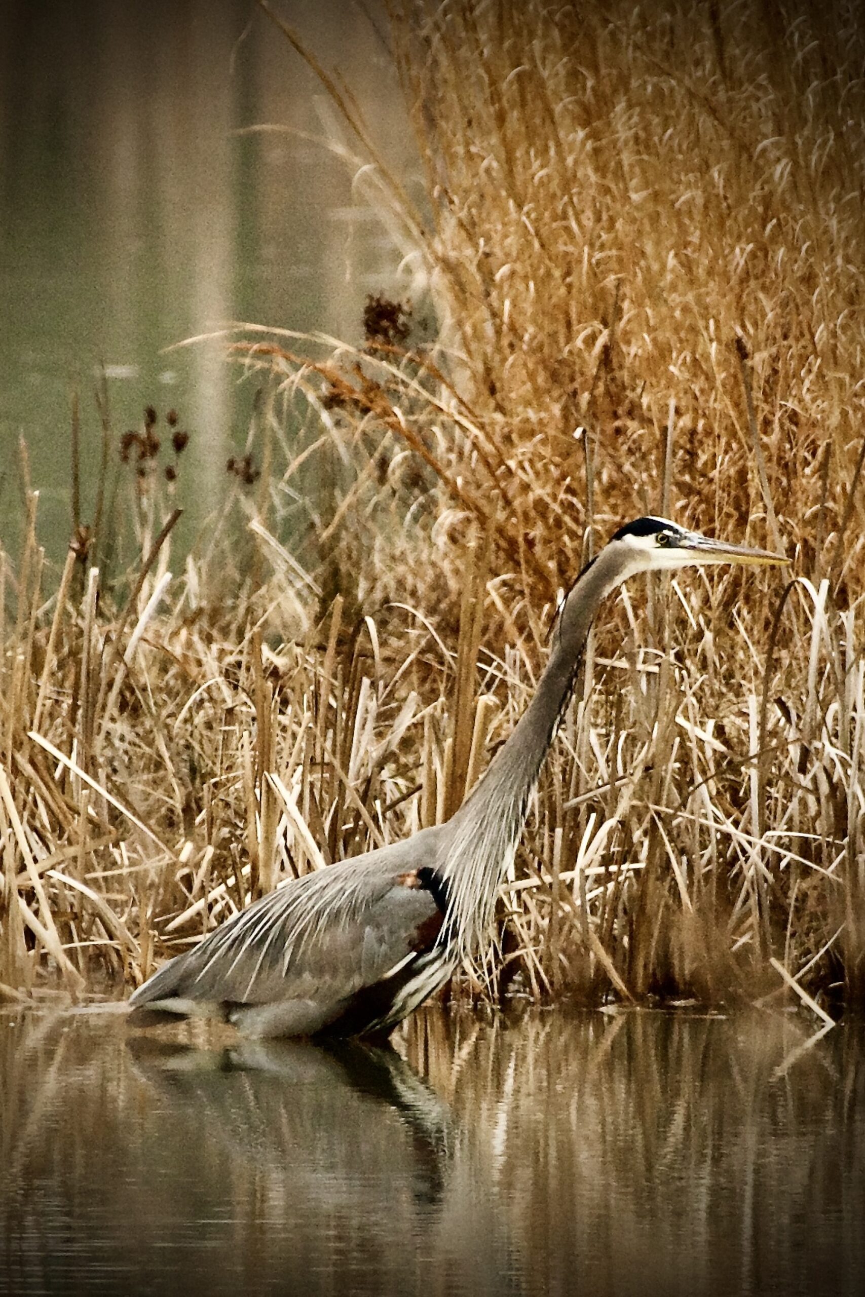 Heron in the Grass